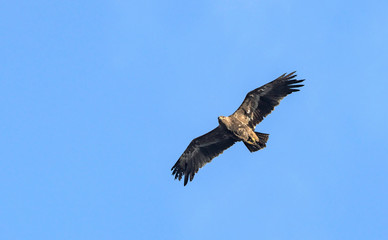 Fototapeta na wymiar Steppe eagle (Aquila nipalensis), Crete