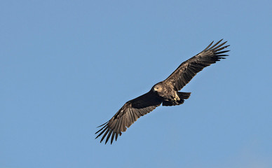 Greater Spotted Eagle (Clanga clanga), Crete