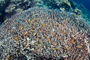 Naklejka na ściany i meble A giant Acropora coral surrounded by coral fish.