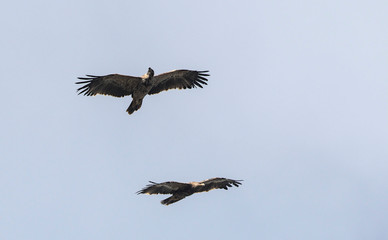 Imperial Eagle (Aquila heliaca)  Steppe eagle (Aquila nipalensis), Crete