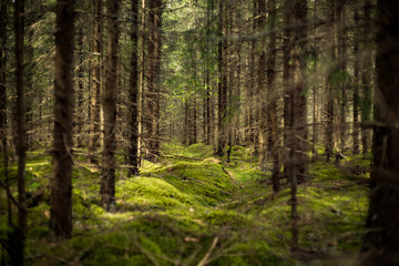 Green forest