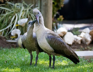 Obraz premium Hedida Ibis