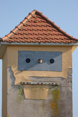 Barn owl looking out of tower