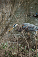 Blue Heron in Swamp Water