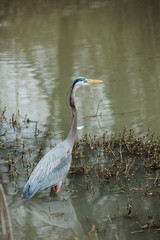 Blue Heron in Swamp Water