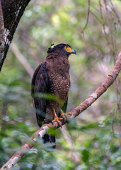 Crested Serpent Eagle (Spilornis cheela) is a medium sized raptor found in forest habitats across the tropical East Asia.