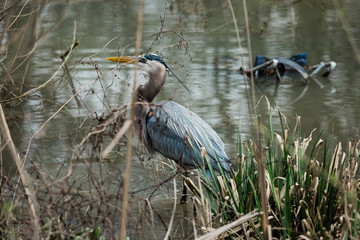 Blue Heron in Swamp Water