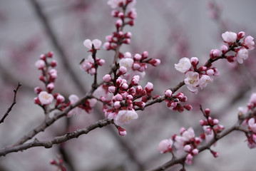 Pink apricot flowers, Armenian plum