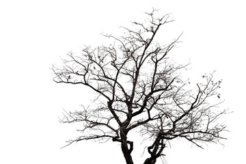 Black dead tree branches with clipping path isolated on white background.