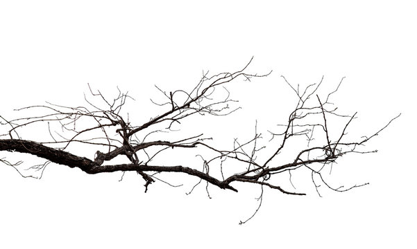 Dead tree branches with clipping path isolated on white background.