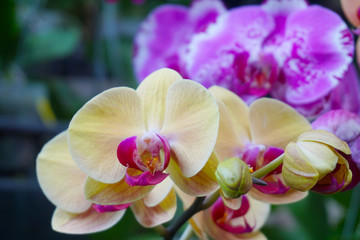 yellow orchid isolated on blur background. Closeup of yellow phalaenopsis orchid