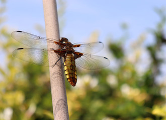 Beautiful nature scene with macro picture of dragonfly on nature habitat.Insects concept.