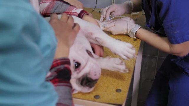 Close-up of a veterinarian doctor inserting an intravenous catheter into a dog's paw at a veterinary clinic. Dog with a catheter in the paw on the operating table. Preparation for surgery.