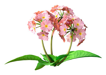 3D Rendering Cowslip Polianthus Flowers on White