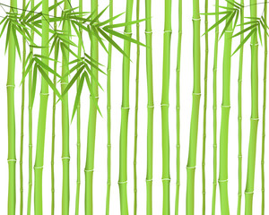 Fototapeta na wymiar Chinese or japanese bamboo grass oriental wallpaper vector illustration. Tropical asian plant background