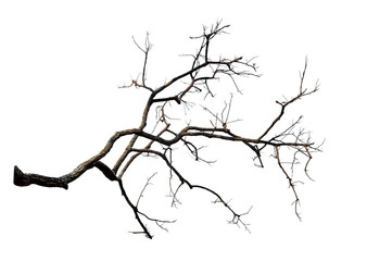 Branch of dead tree with clipping path isolated on white background.