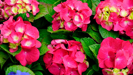 beautifully blossomed hydrangeas at a flower shop