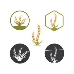 Agriculture wheat   vector icon illustration design