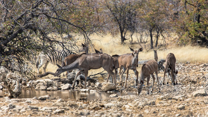 Naklejka na ściany i meble family of great kudu on their way to the waterhole, Etosha, Namibia