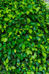 Fototapeta na wymiar Green ficus leaves hedge