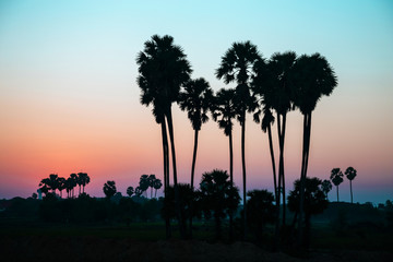 Fototapeta na wymiar Sugar palm tree in nature