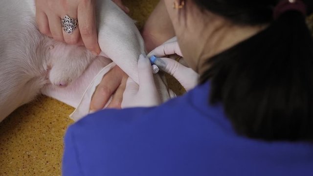 A veterinarian installs an intravenous catheter for a dog in a vet clinic. A sick dog is given injections in the hospital.