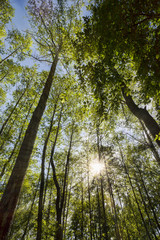 Fototapeta premium growing trees