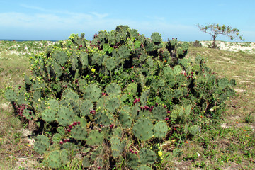 Cacti grow all over the beach.