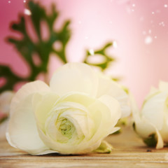 Bouquet of ranunculus. Spring concept.