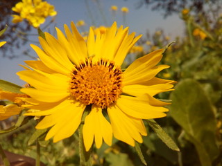 sunflower in field