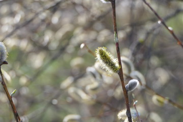 Fototapeta premium Willow branch and blooming buds grow in spring
