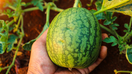 Watermelon in the garden in Thailand