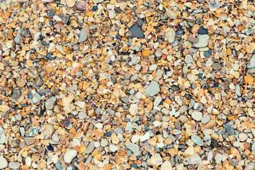Sea beach pebble and shells (colorful different shapes of shells fragments) in sunny day. Vacation time conception.