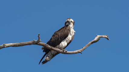 An Osprey perched on a branch.