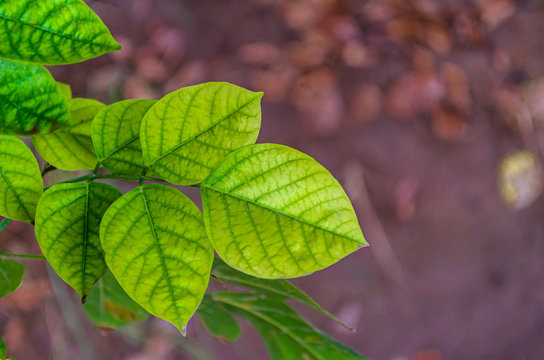 Fresh green leaves of Millettia pinnata