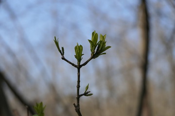 Bright fresh leaves on the branches and new green grass at the bokeh