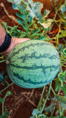 Watermelon in the garden in Thailand