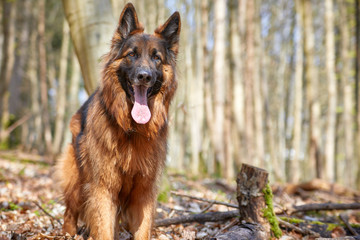 Deutscher Schäferhund im Wald