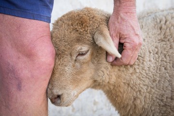 Fototapeta premium Farm Friends