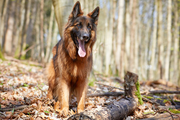 Naklejka premium Deutscher Schäferhund im Wald