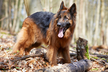 Deutscher Schäferhund im Wald
