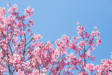 近江神宮の陽光桜