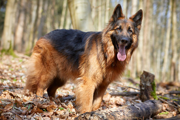 Deutscher Schäferhund im Wald