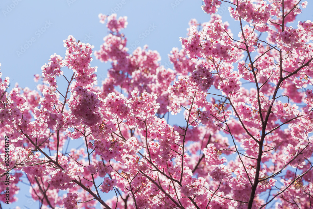 Canvas Prints 近江神宮の陽光桜