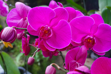 Naklejka na ściany i meble purple orchid isolated on blur background. Closeup of purple phalaenopsis orchid