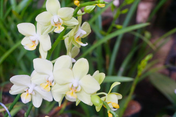 Obraz na płótnie Canvas white orchid isolated on blur background. Closeup of white phalaenopsis orchid