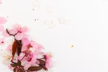 Obraz na płótnie Canvas Cherry blossom , pink sakura flower isolated in white background