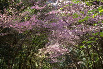 Fototapeta premium 近江神宮の陽光桜