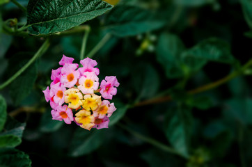 Lantana Camara Pink variety flowers