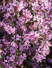 decorative apple-pink apple blossoms on drooping branches; a sunny spring day